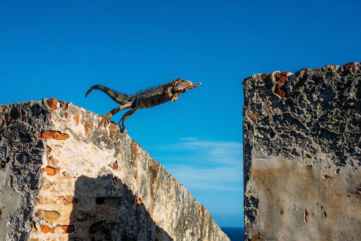 iguana about to jump on concrete wall
