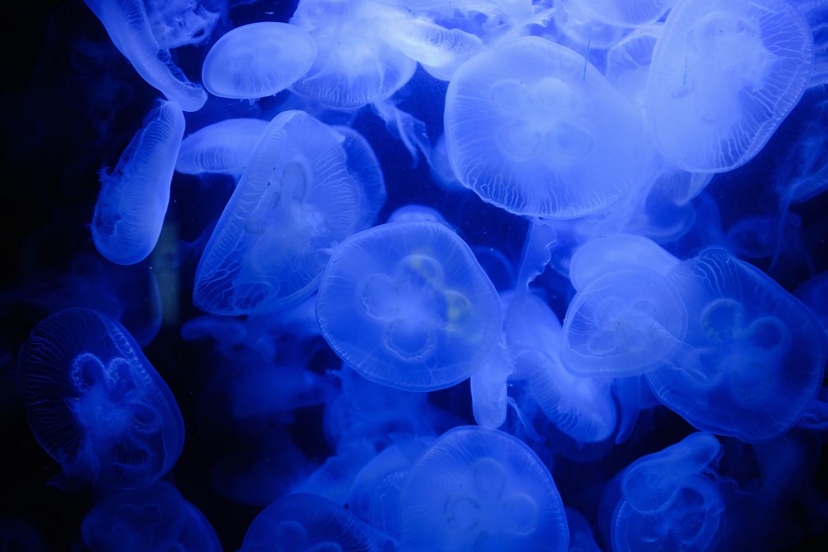 jellyfish