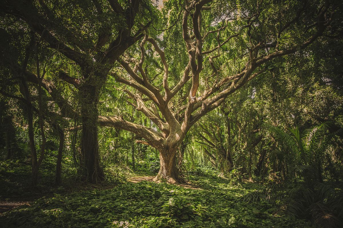 large tree in middle of forest during daytime