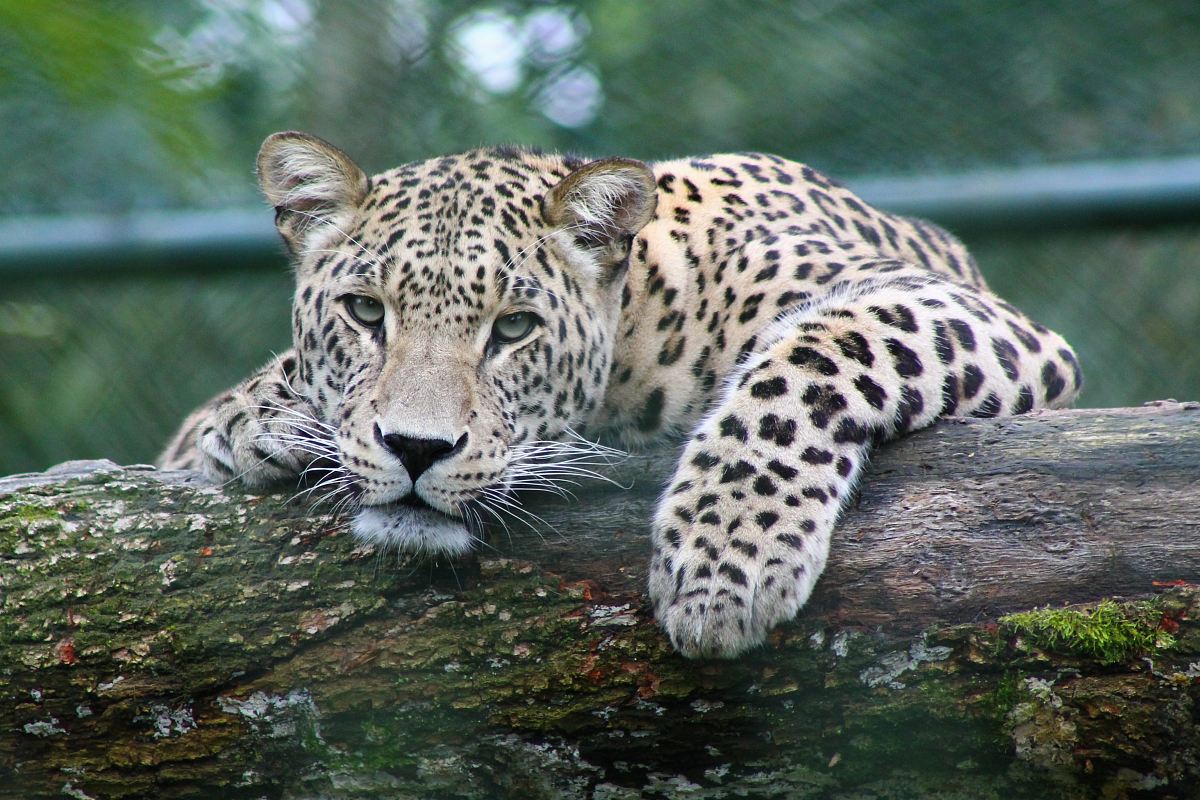 leopard on tree branch