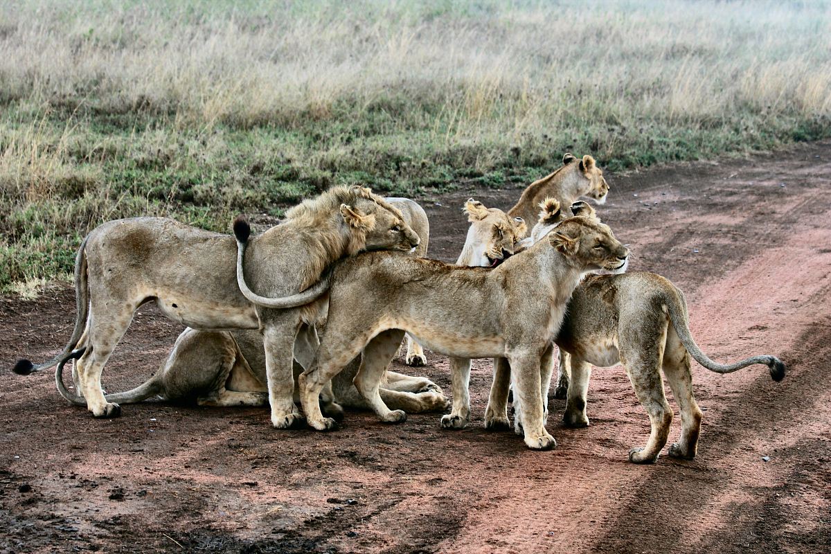 lion and lioness standing near green grass