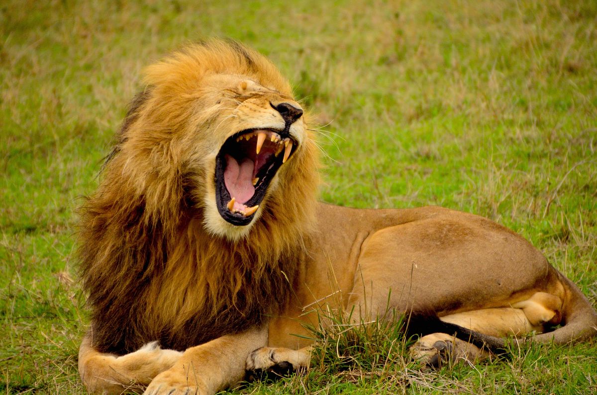 lion lying on green grass at daytime