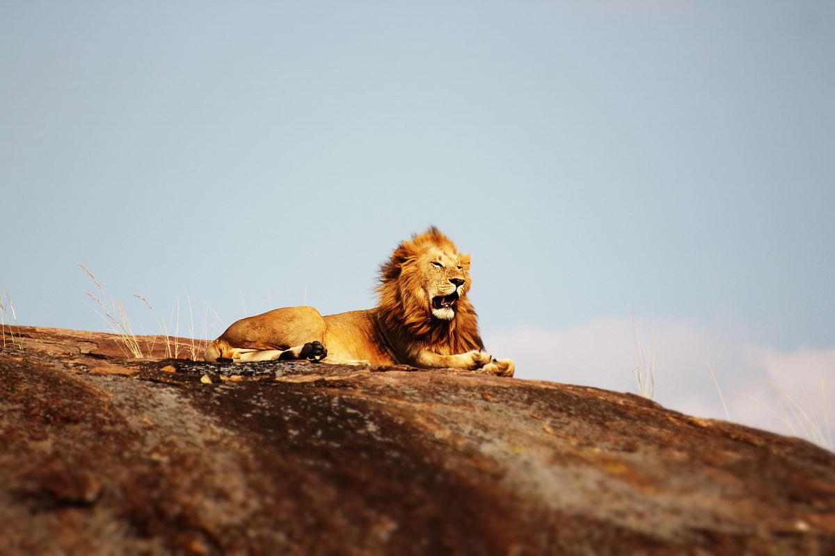 lion on ground during daytime