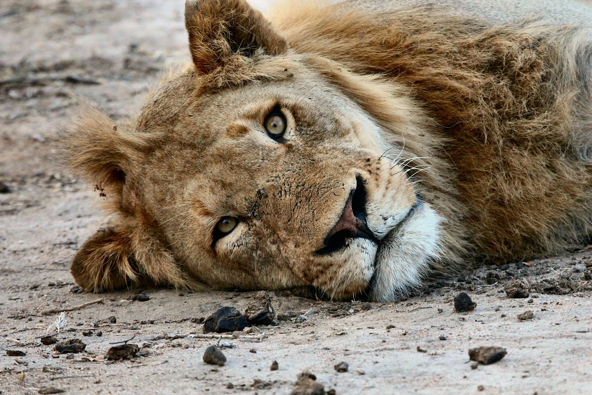 lioness lying on floor