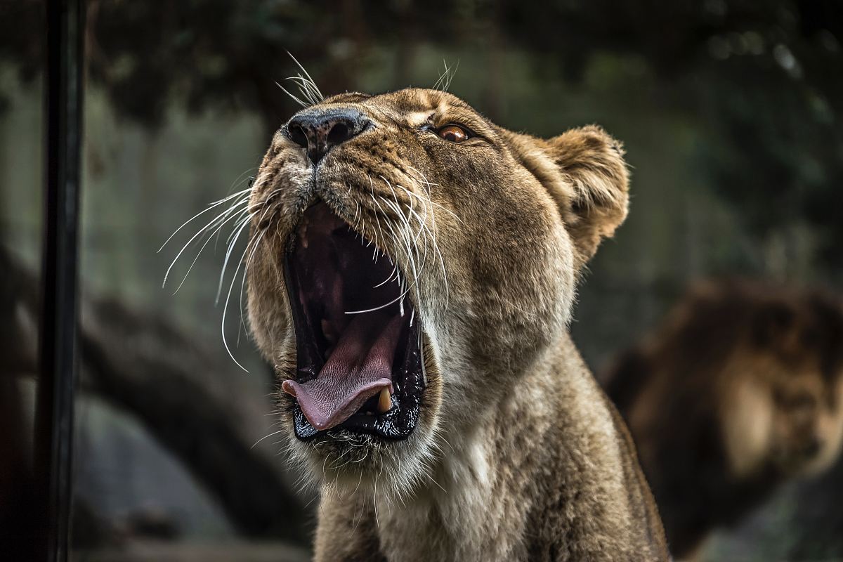 lioness yawning