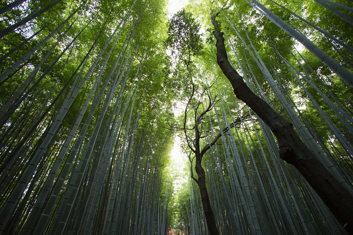 low-angle photography of green leaf trees at daytime