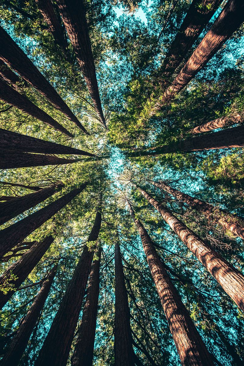 low angle photography of trees at daytime