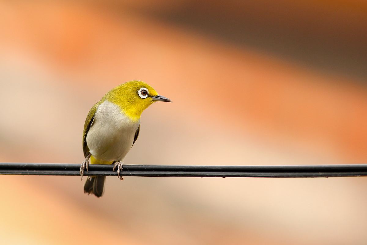 macro shot of green and white bird on black electrical cable