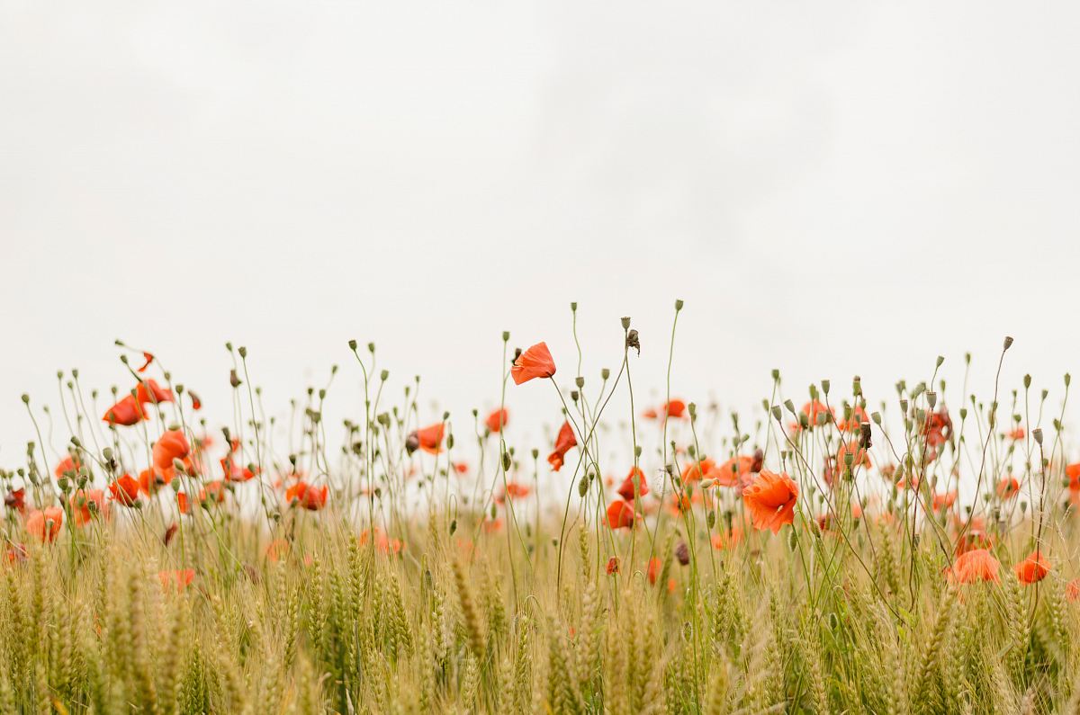 orange flowers