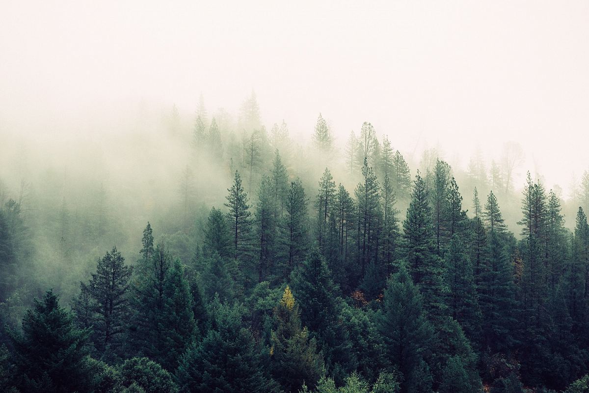 palm trees covered with fog