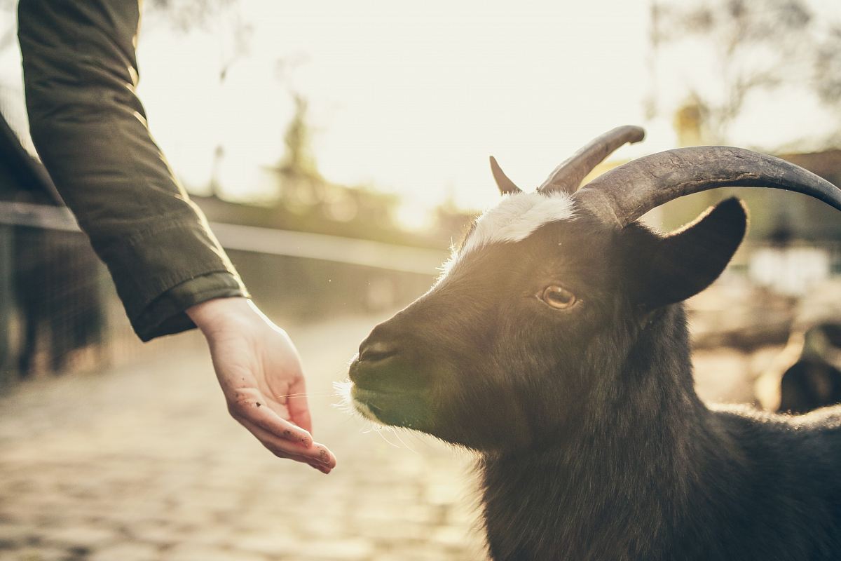 person feeding goat