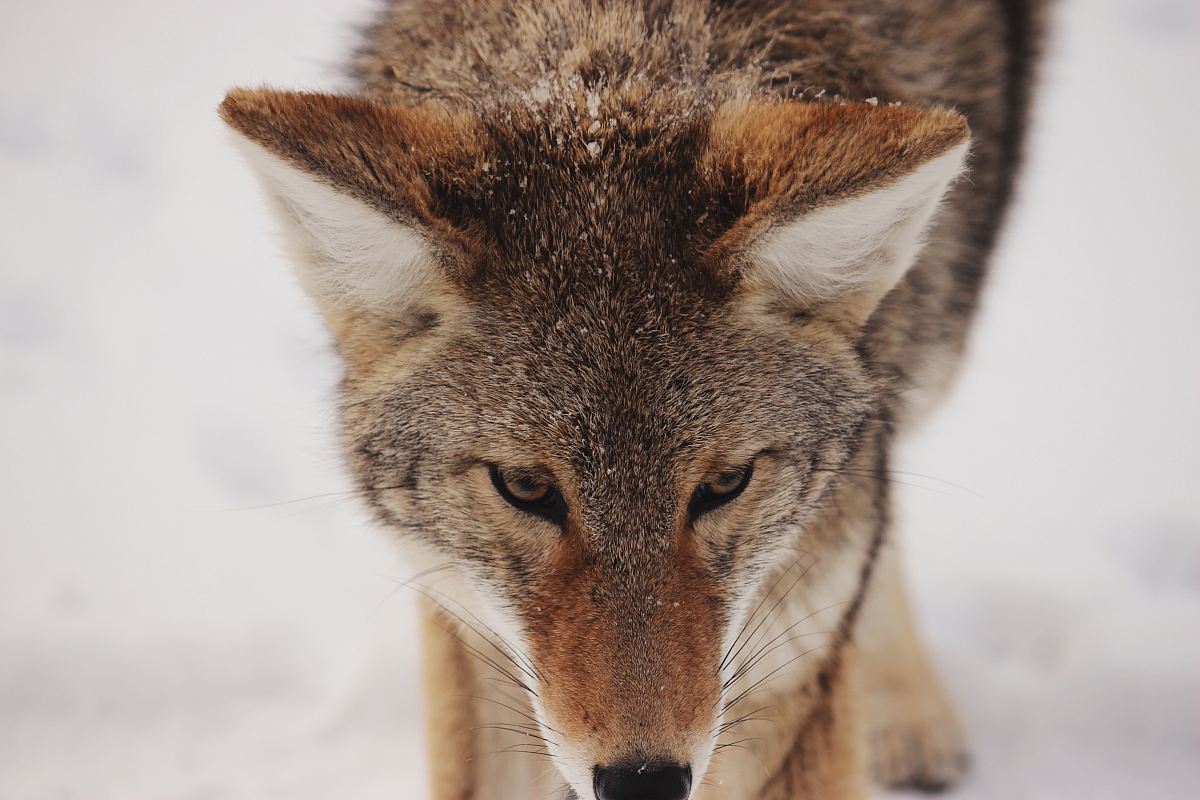 photo of brown wolf