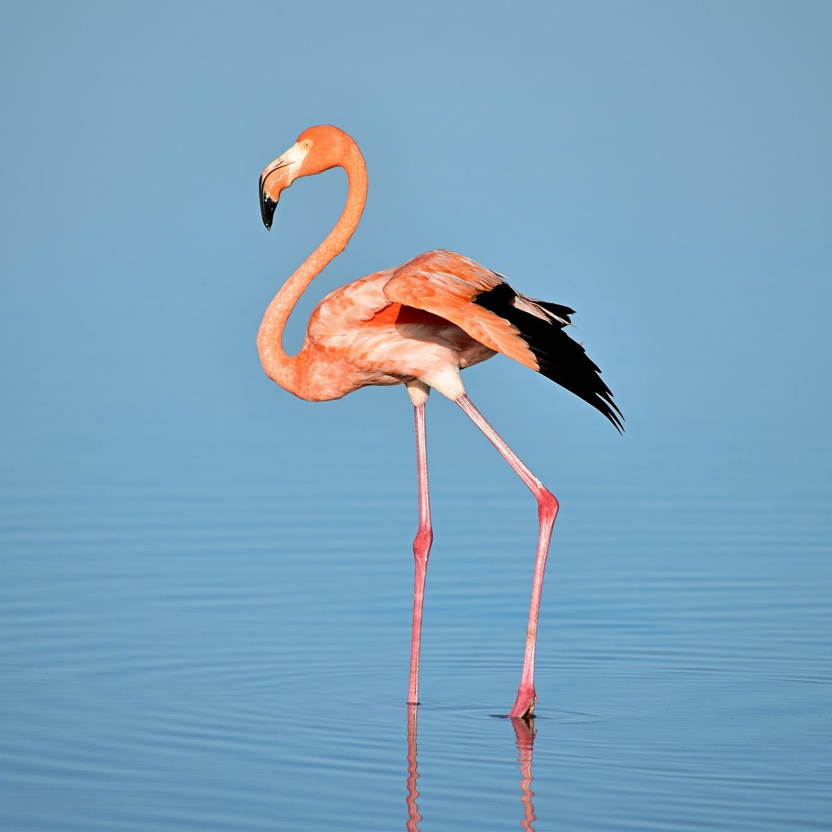 photo of flamingo on water
