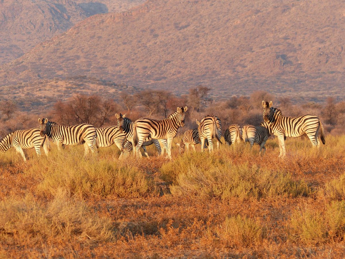 photo of herd of zebra on brown grass