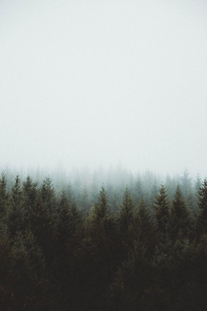 photo of pine trees