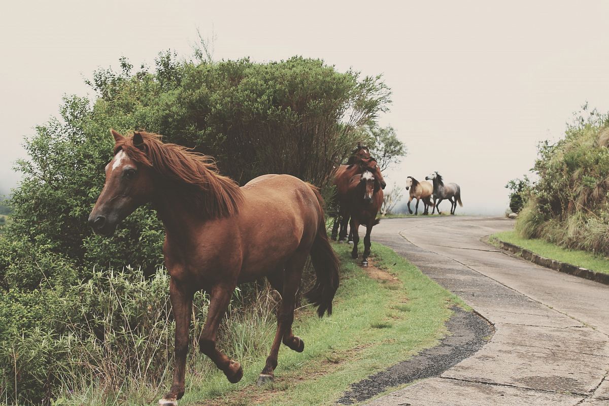 photo of running brown horses during daytime
