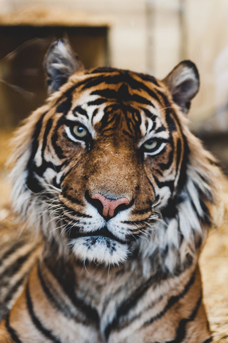 photo of tiger's face