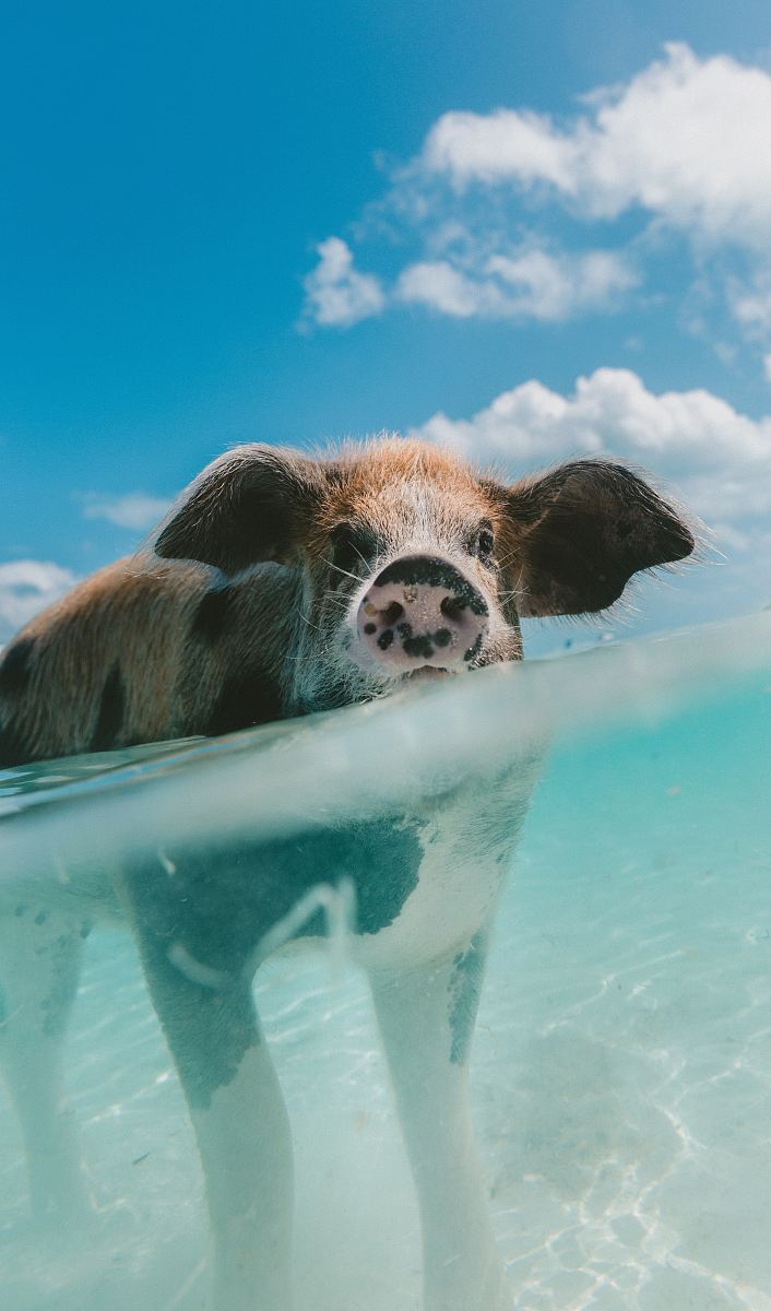 pig walking on body of water during day