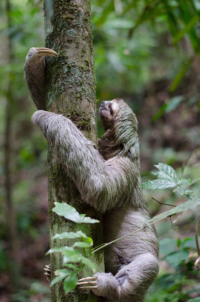 primate climbing tree
