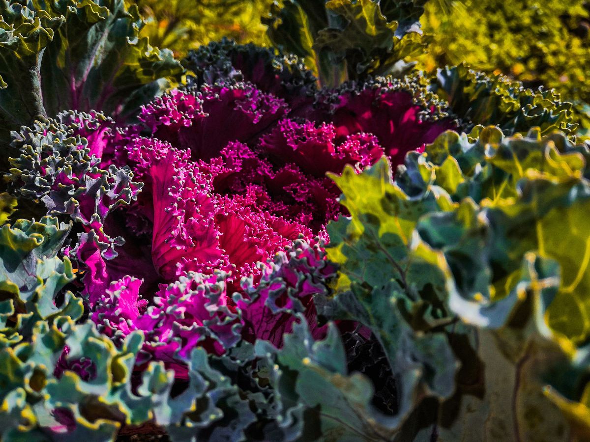 purple flowers in bloom
