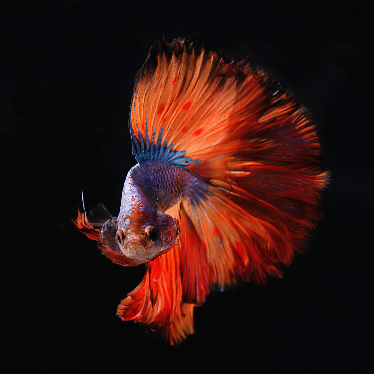 red and silver fighting fish