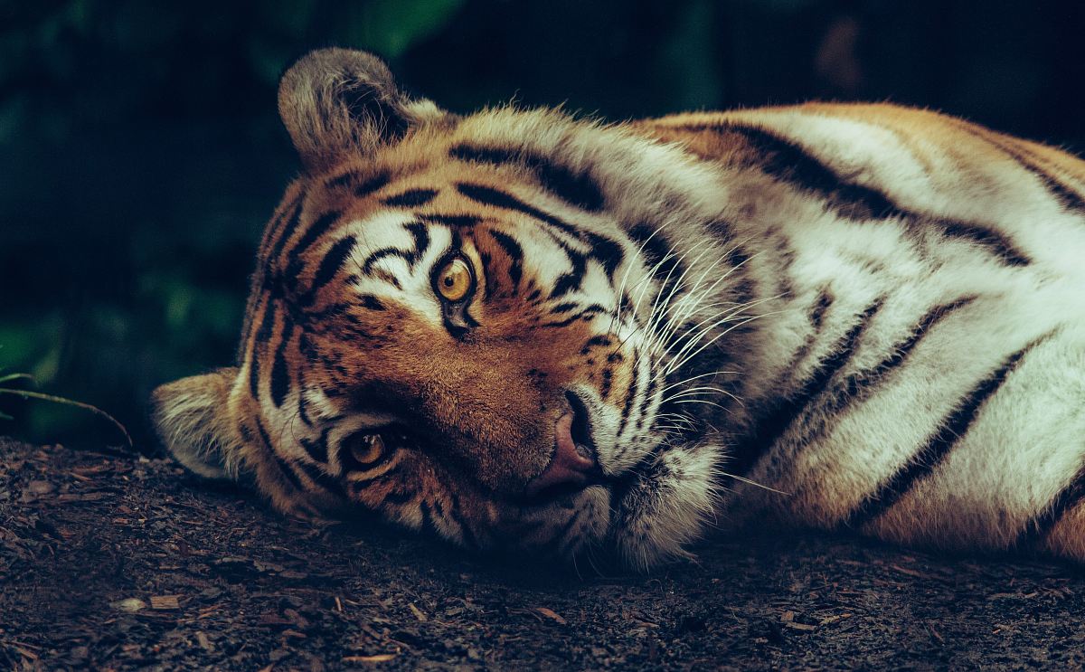 selective focus of tiger laying on ground