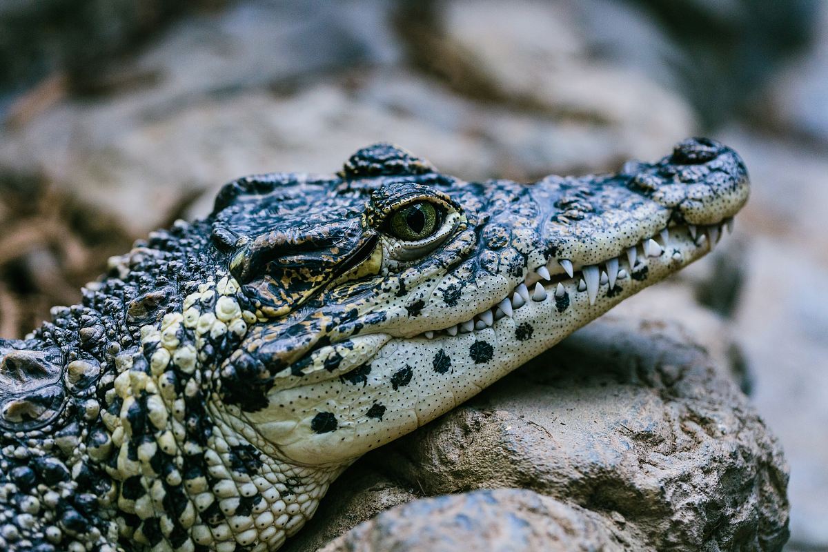 selective focus photography black and white alligator