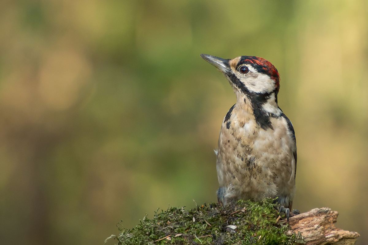 selective focus photography of bird