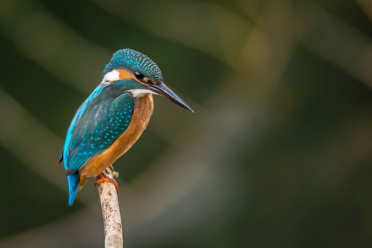 selective focus photography of blue kingfisher