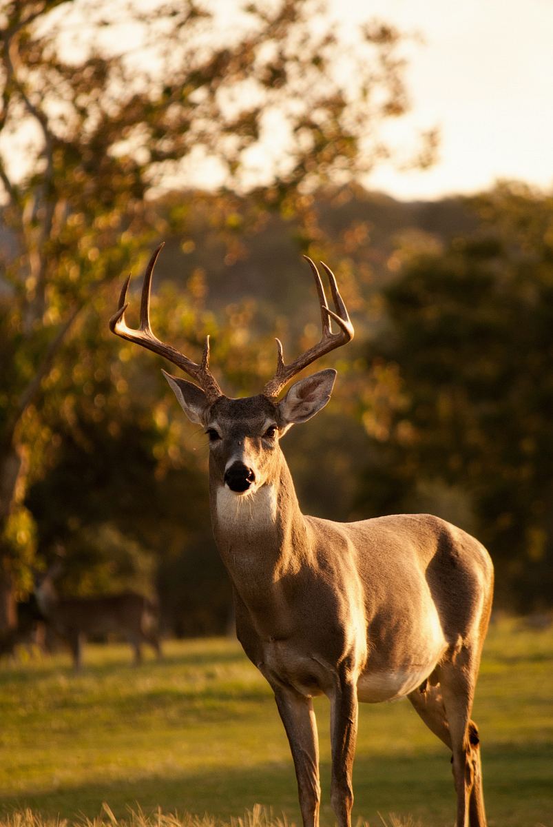 selective focus photography of brown deer standing on green grass field during daytime