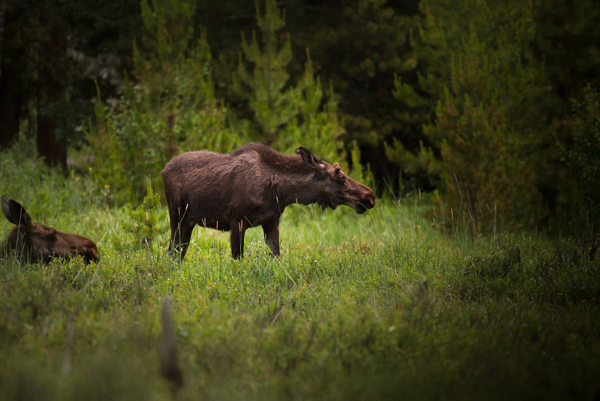 selective focus photography of brown moose surrounded by trees