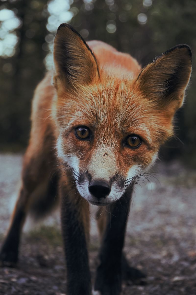 Selective Focus Photography Of Orange Fox Image Free Photo