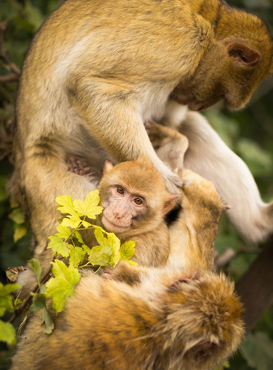 several monkeys on tree during day
