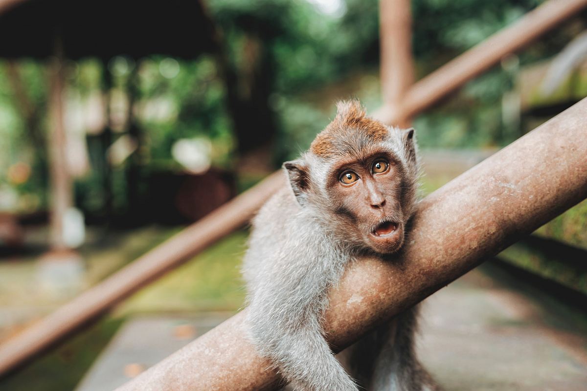 shallow focus photography of monkey hugging handrail