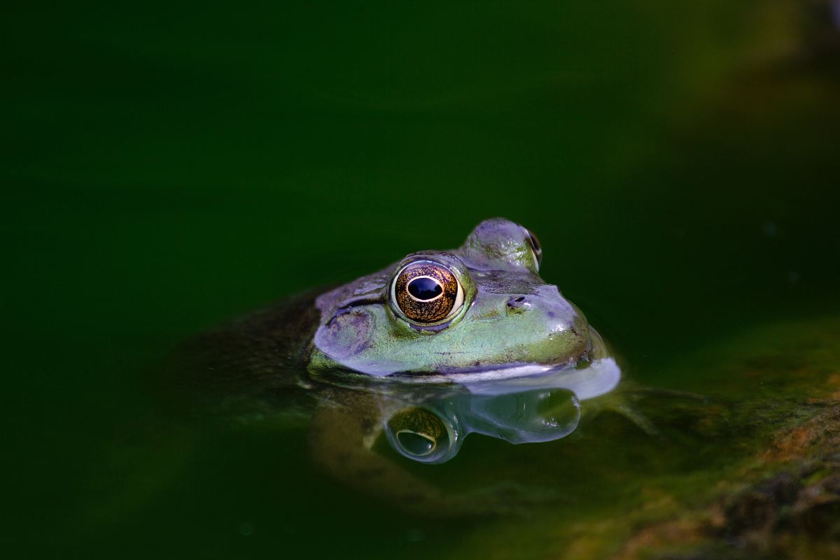 shallow focus photography of purple frog