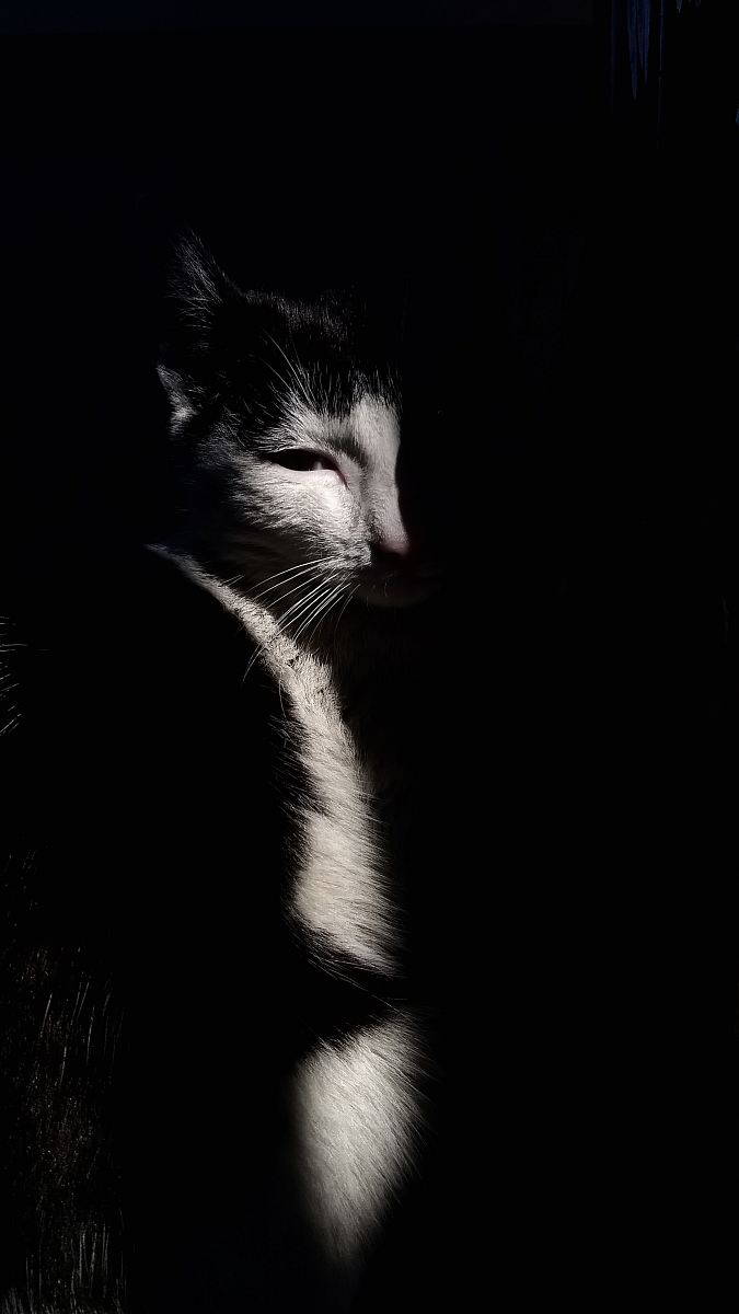 shallow focus photography of white and black cat
