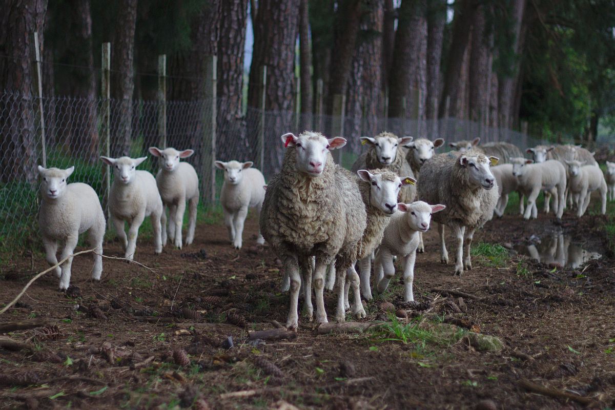sheeps