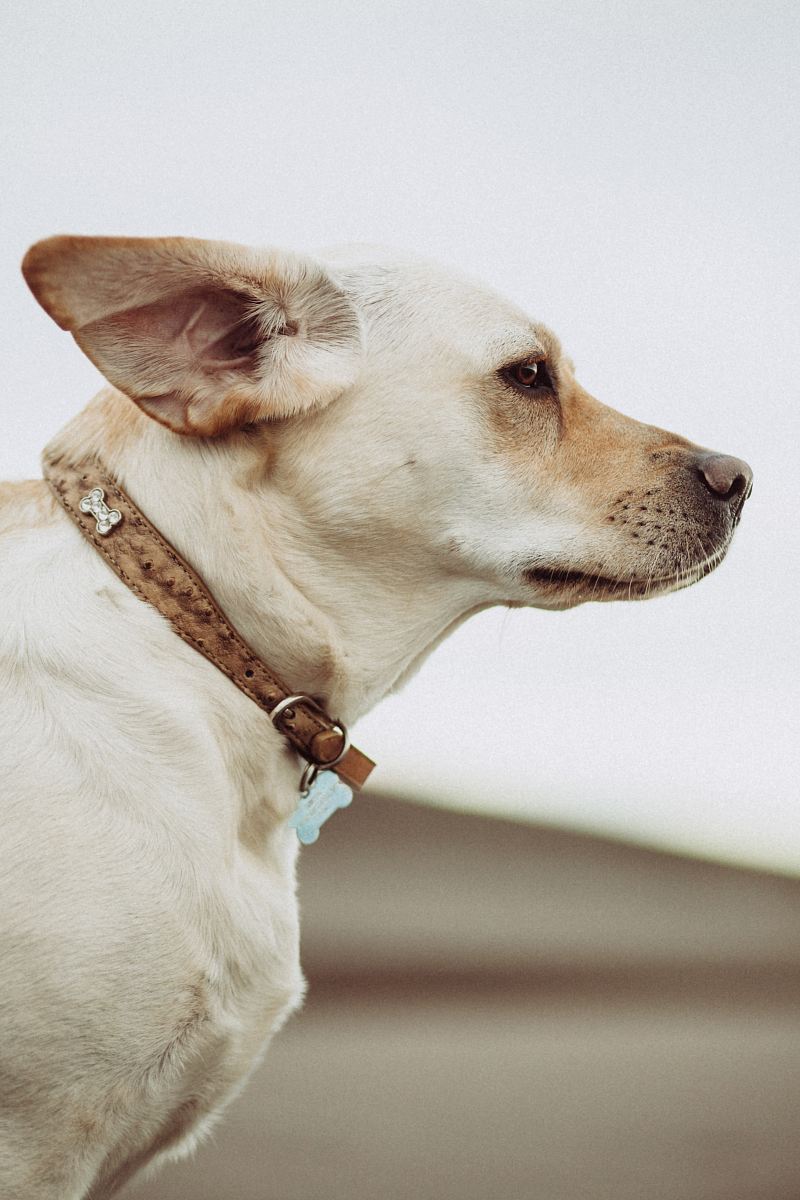 short-coated beige dog