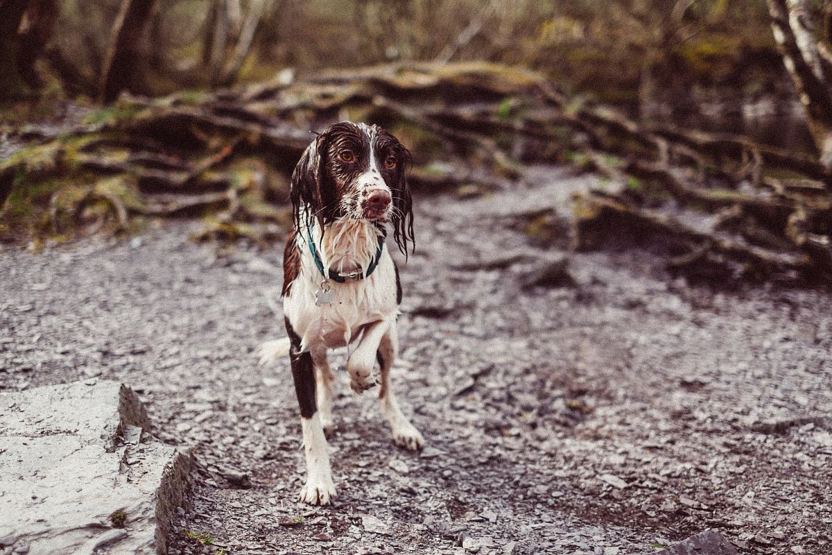 short-coated white and brown dog on brown soil