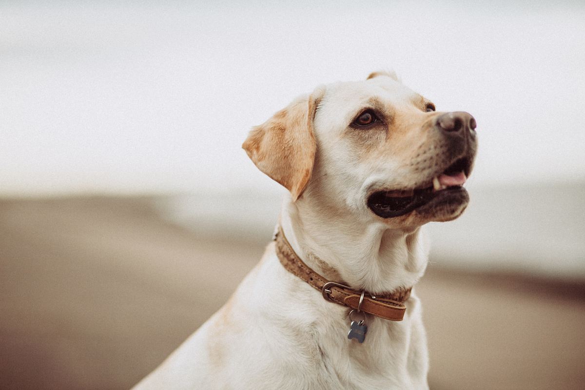 short-coated white dog