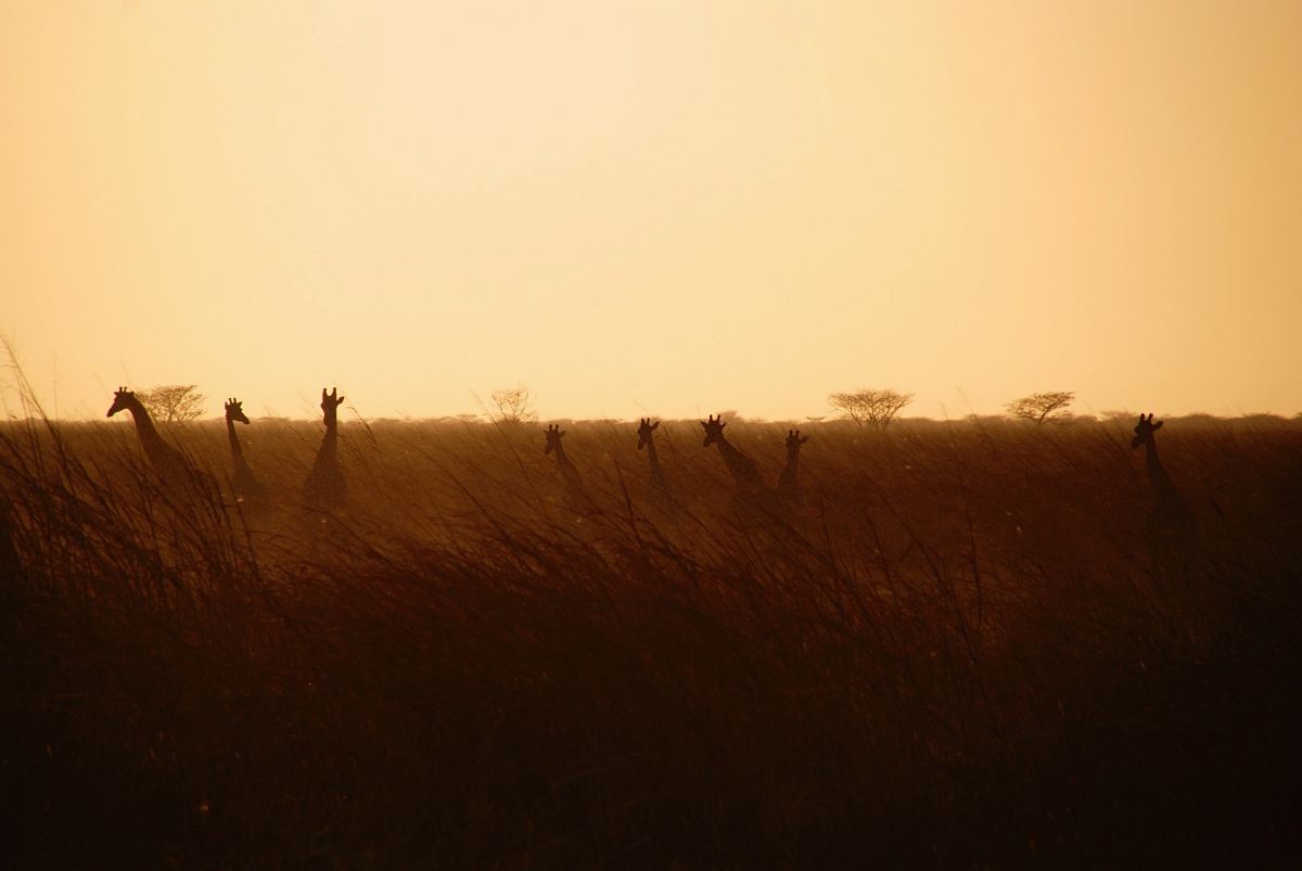 silhouette of giraffes on field at sunset