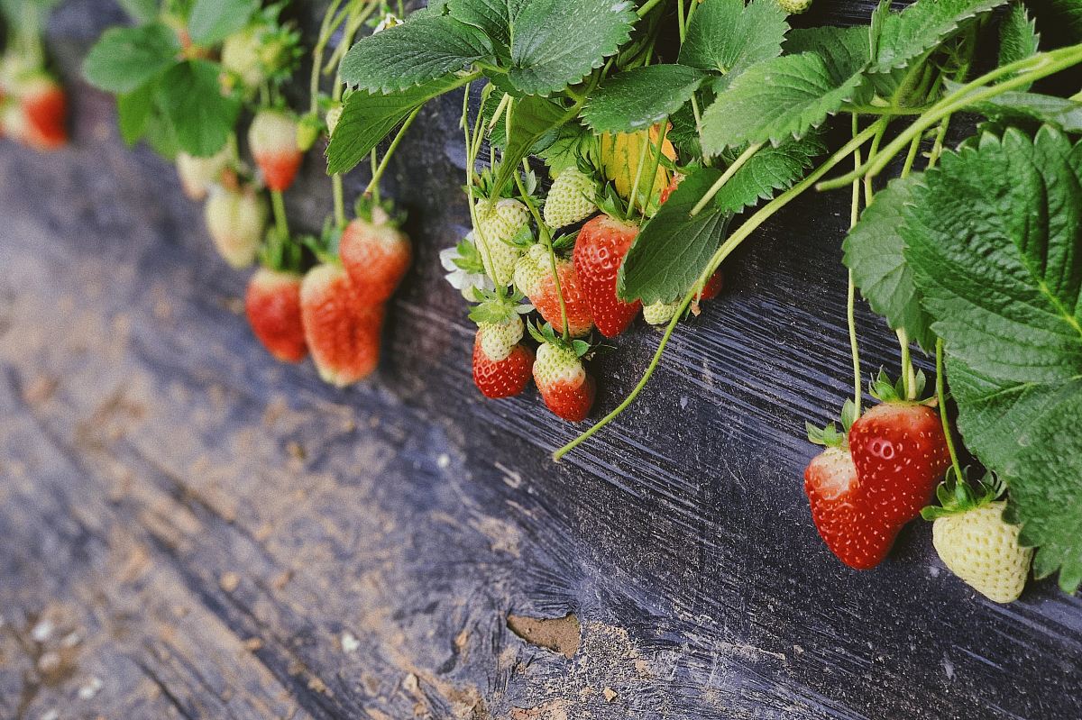 strawberries plant in pot