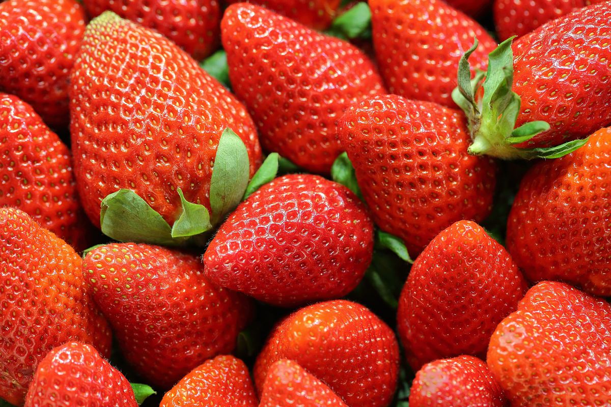 Strawberry Lot Image Free Photo