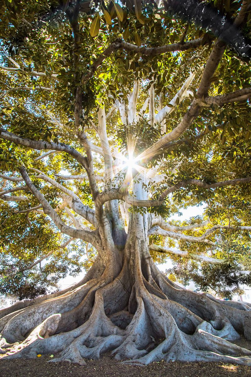 sun light passing through green leafed tree