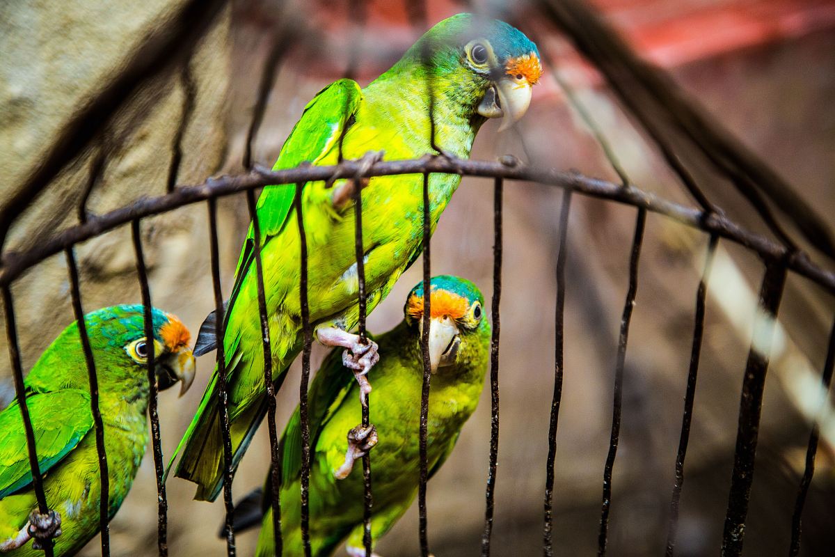 three green parakeets inside on black cage