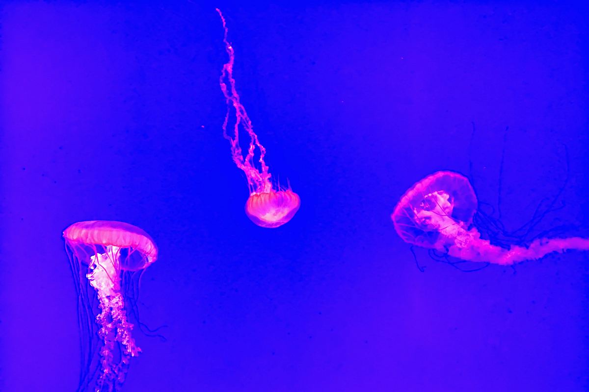 three jellyfishes on body of water