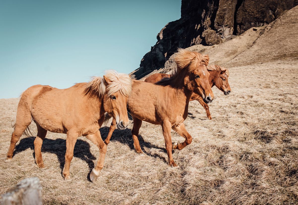 three tan running horses near rocky mountain during daytime