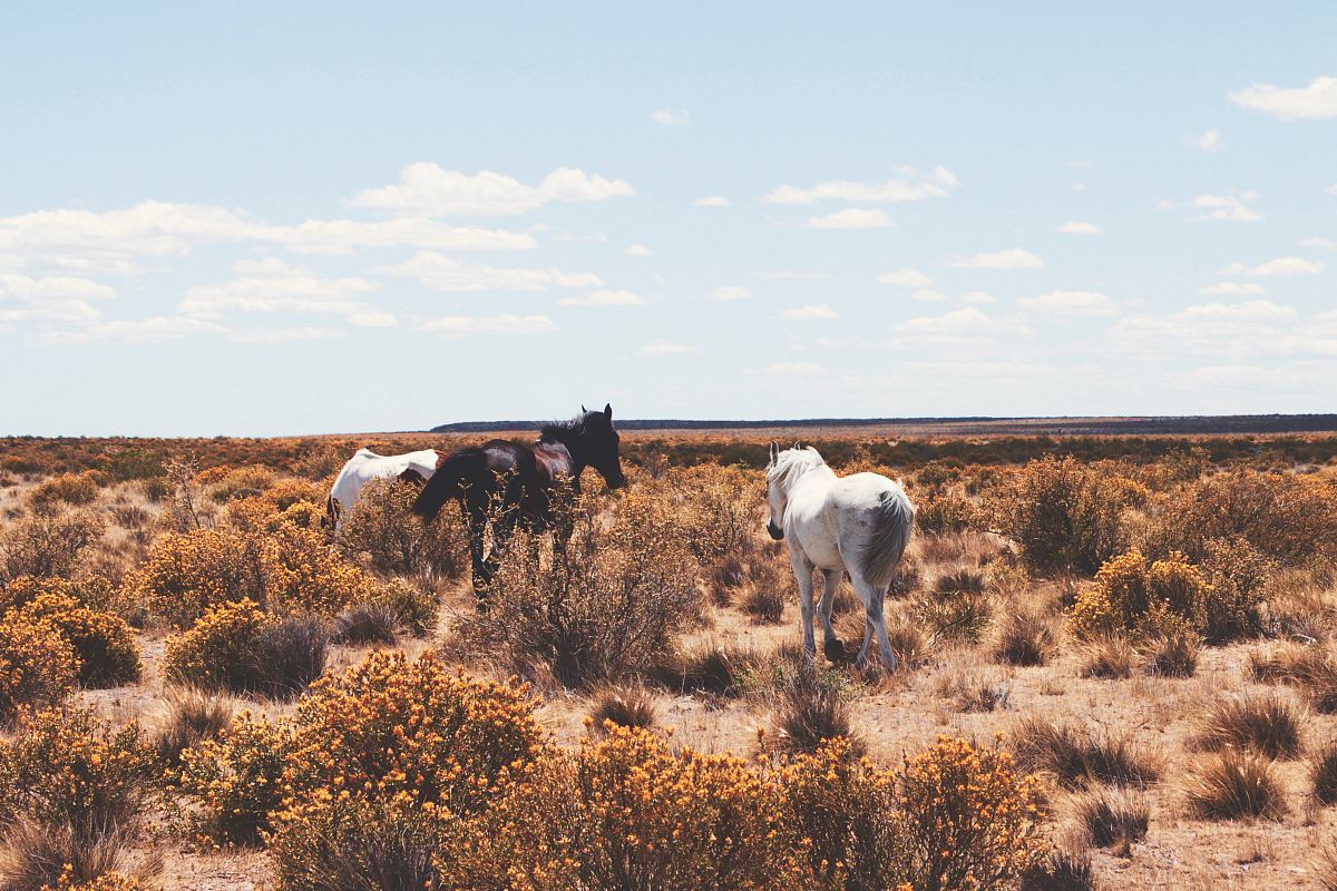 three white and black horses on open field