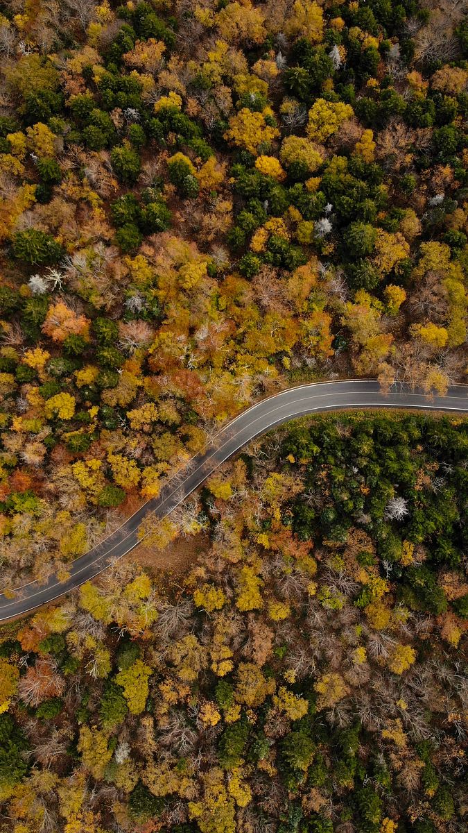top view of a green and yellow trees