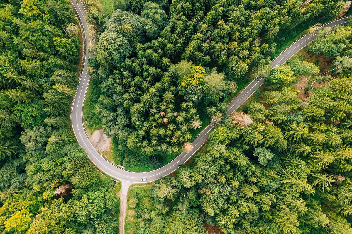 top view photography of pine trees and road